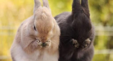 Co dělat, když králíček nejí a nepije a jak se vyhnout běžným problémům